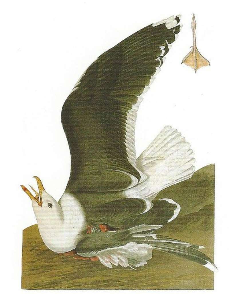 Alternate Artist<br>(Origin of the Specimen: Audubon Painting)