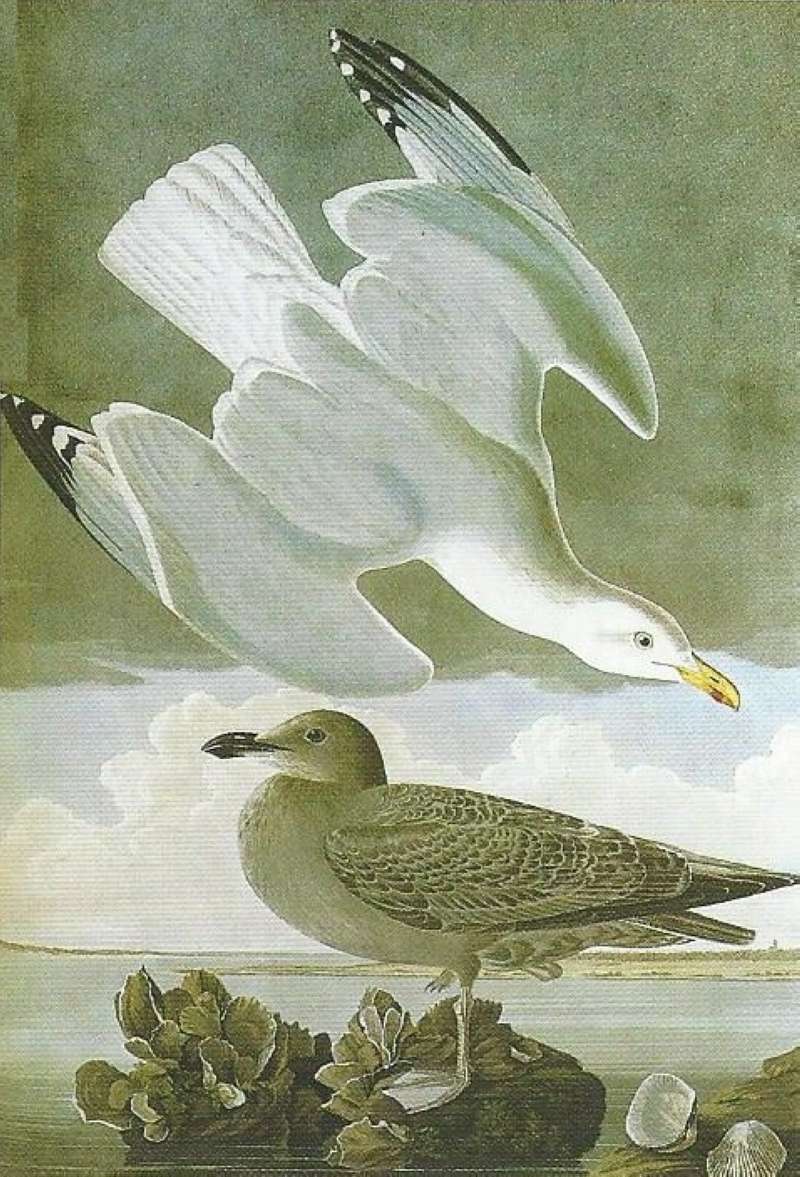 Alternate Artist<br>(Origin of the Specimen: Audubon Painting)