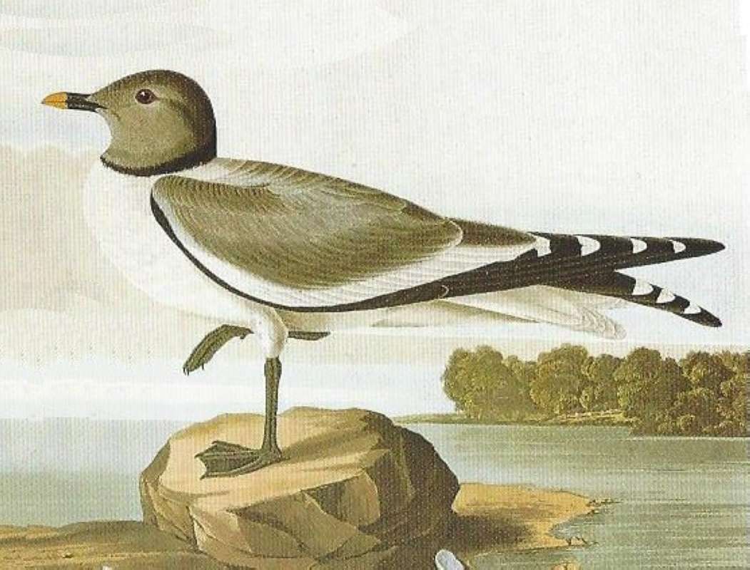 Alternate Artist<br>(Origin of the Specimen: Audubon Painting)