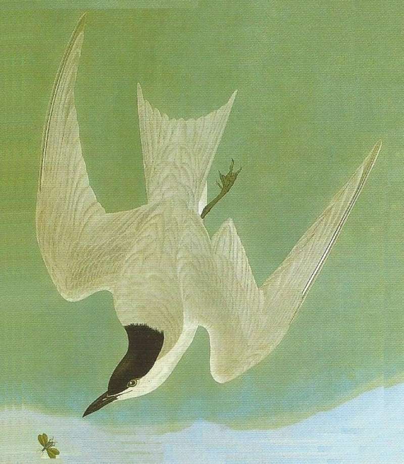 Flying - Head Down<br>(Origin of the Specimen: Auddubon Painting)