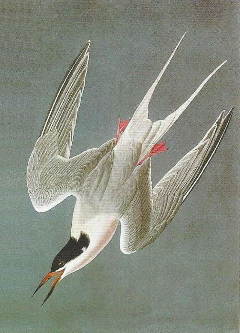 Alternate Artist<br>(Origin of the Specimen: Audubon Painting)
