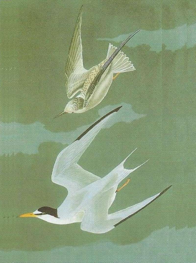 Alternate Artist<br>(Origin of the Specimen: Audubon Painting)