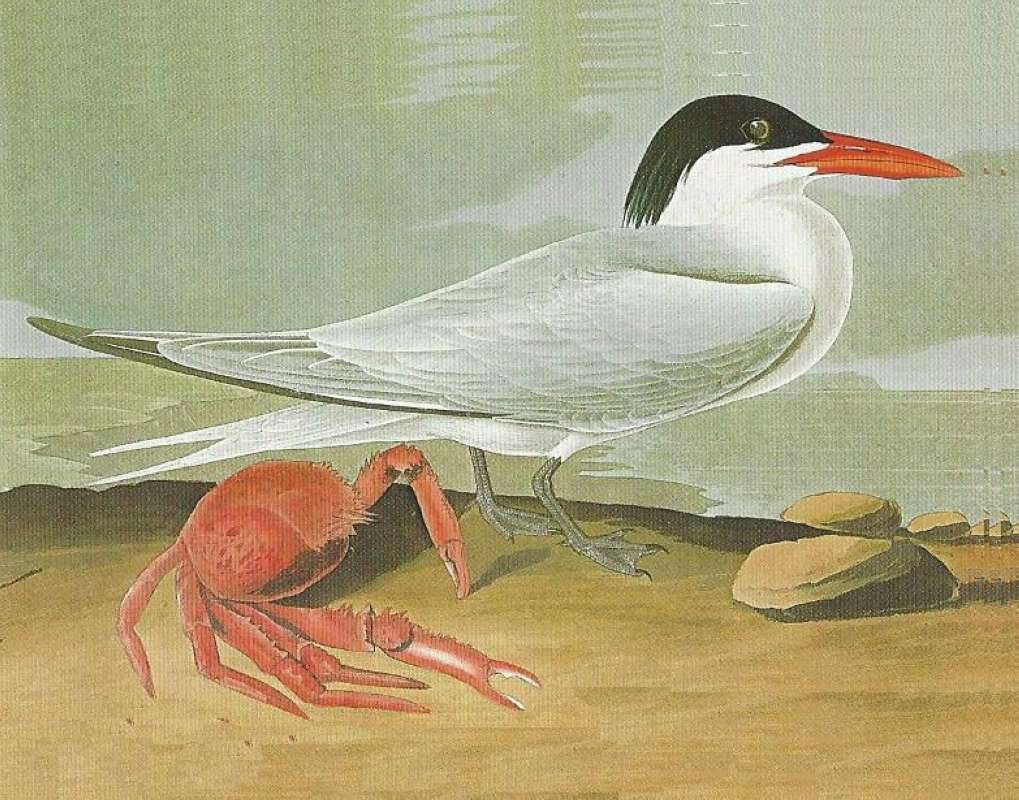 Alternate Male Coloring<br>(Origin of the Specimen: Audubon Panting)