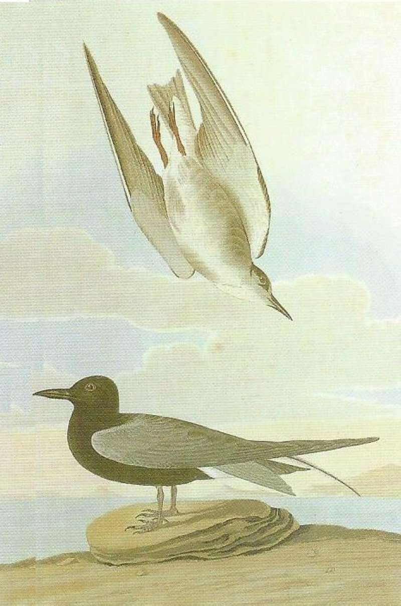 Female in Air Above, Male Perched Below<br>(Origin of the Specimen: Alternate Coloring Artist - Audubon)