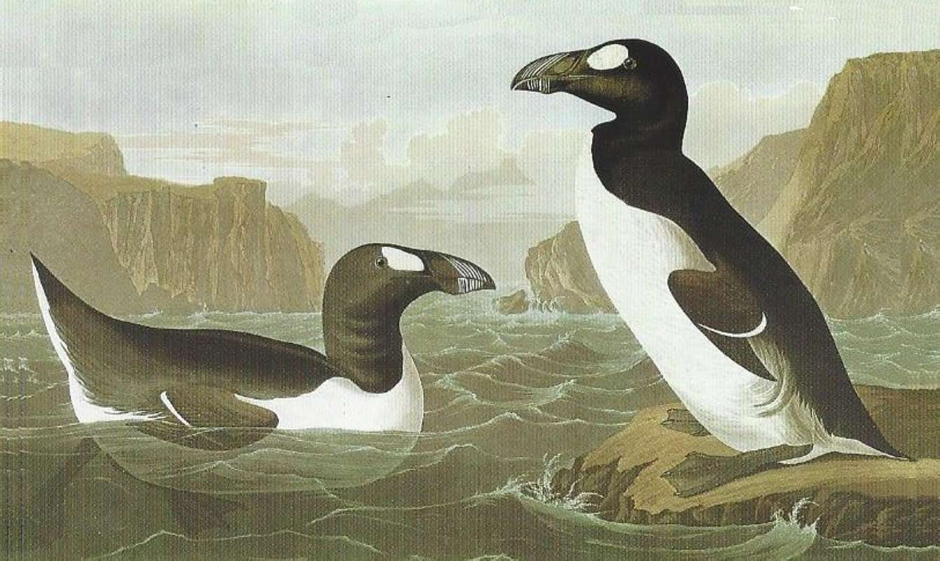 Alternate Artist<br>(Origin of the Specimen: Audubon Painting)