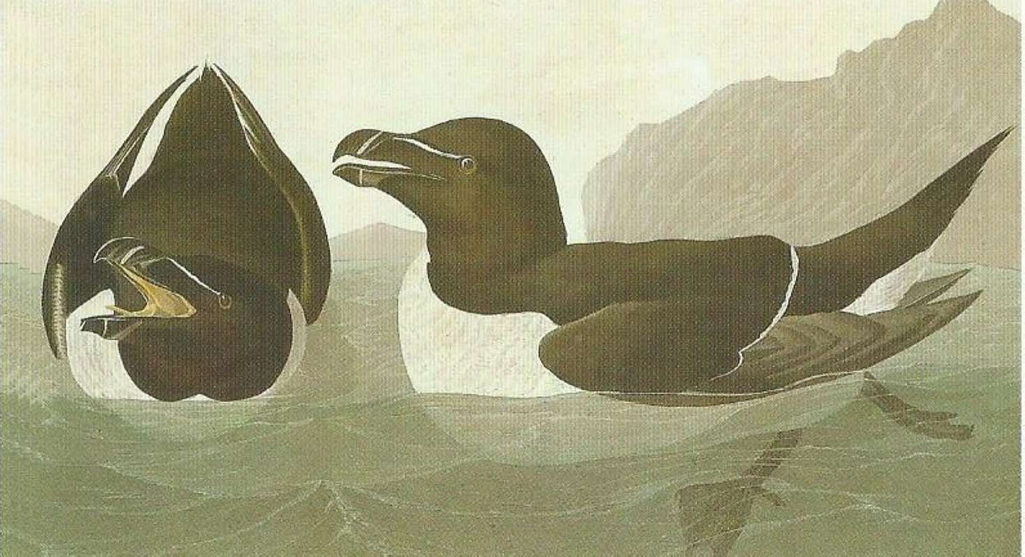Alternate Artist<br>(Origin of the Specimen: Audubon Painting)