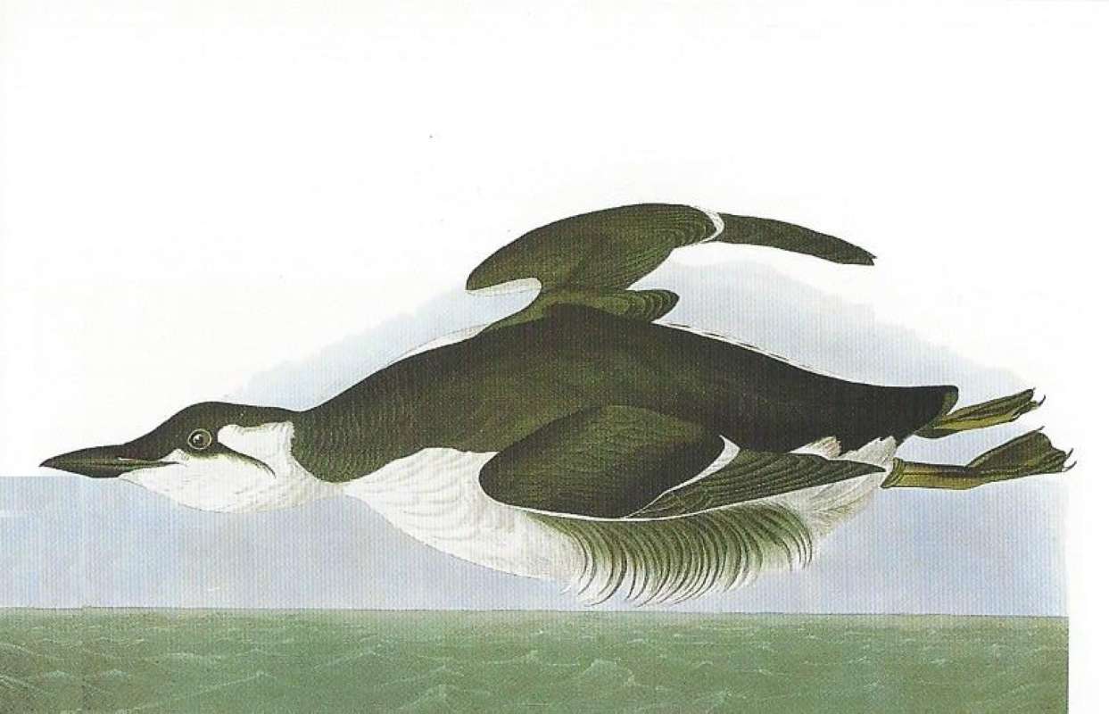 Alternate Artist<br>(Origin of the Specimen: Audubon Painting)