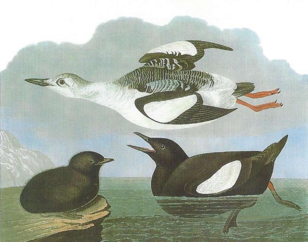 Alternate Artist<br>(Origin of the Specimen: Audubon Painting)