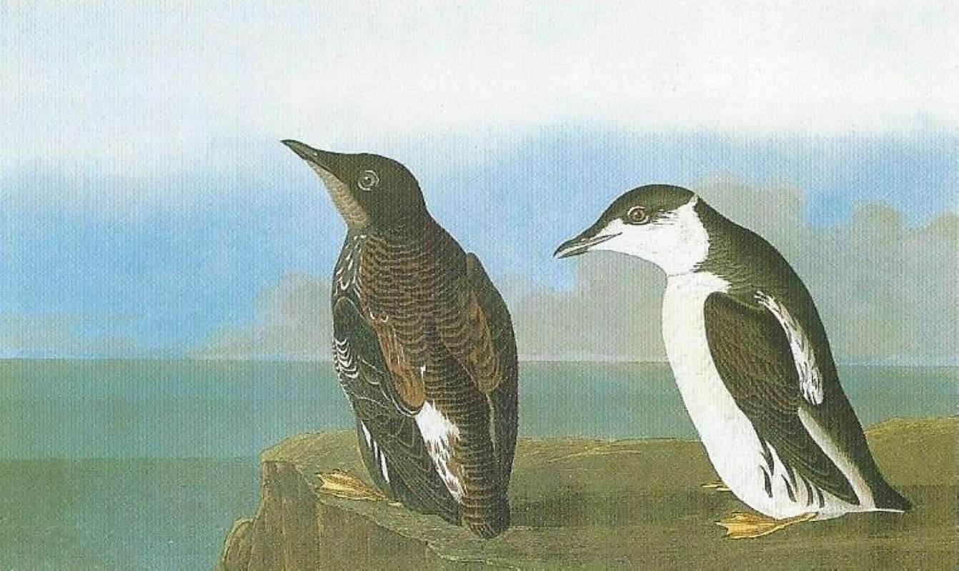 Alternate Artist<br>(Origin of the Specimen: Audubon Painting)
