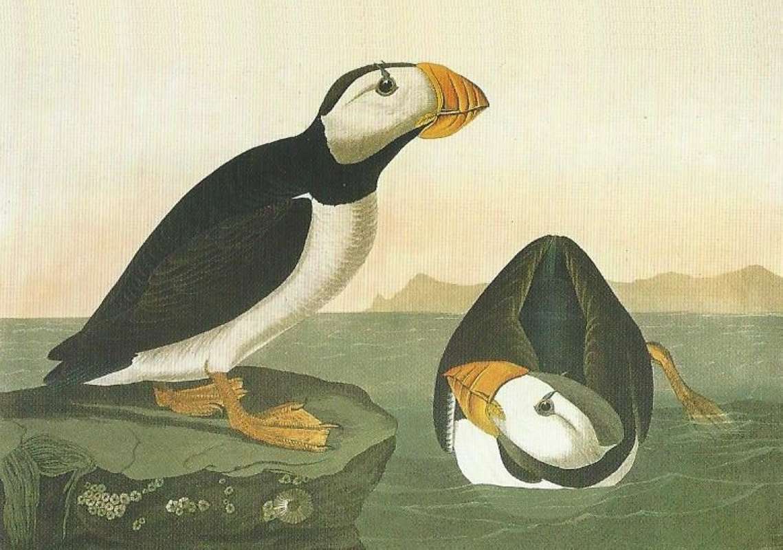 Alternate Artist<br>(Origin of the Specimen: Audubon Painting)