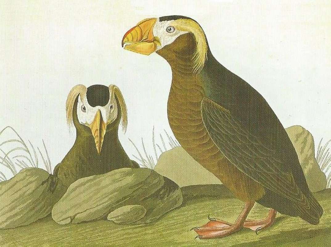 Alternate Artist<br>(Origin of the Specimen: Audubon Painting)