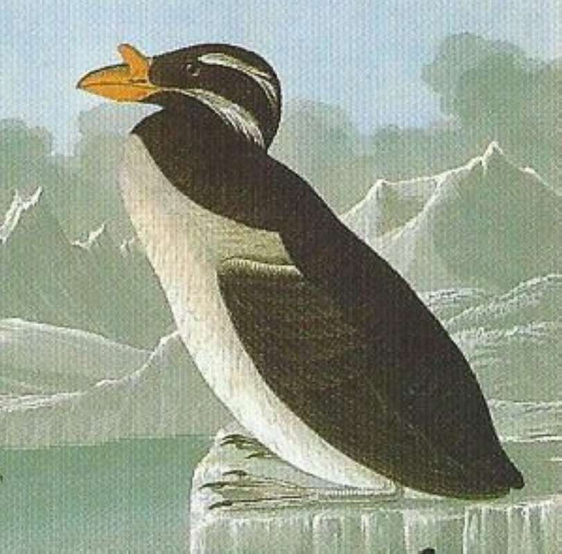 Alternate Artist<br>(Origin of the Specimen: Audubon Painting)