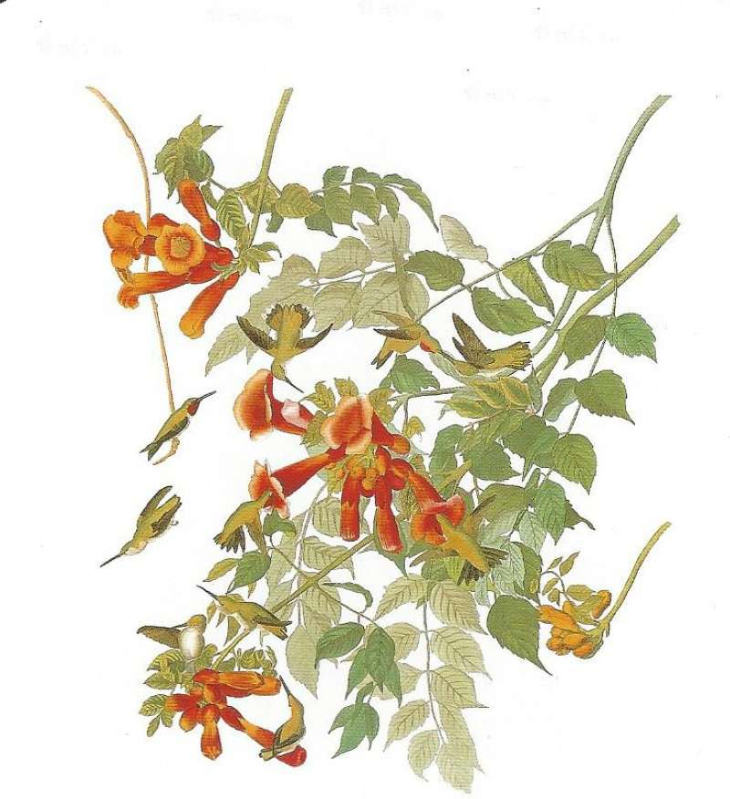 On Center Left Male Above and Female Below,<br>(Origin of the Specimen: Audubon Painting)