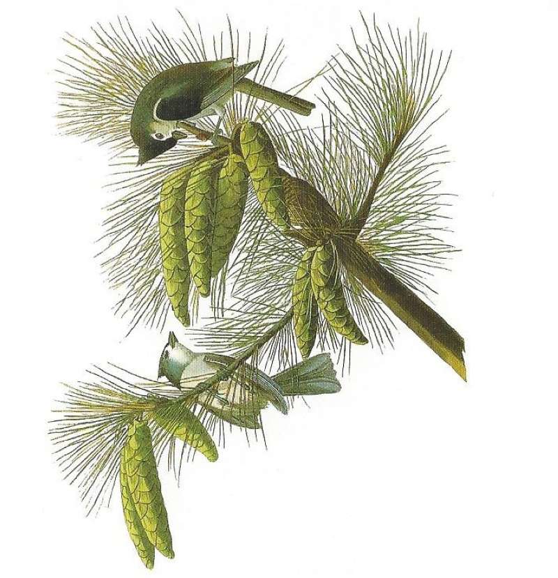 Alternate Audubon Plate<br>(Origin of the Specimen: Audubon Painting)