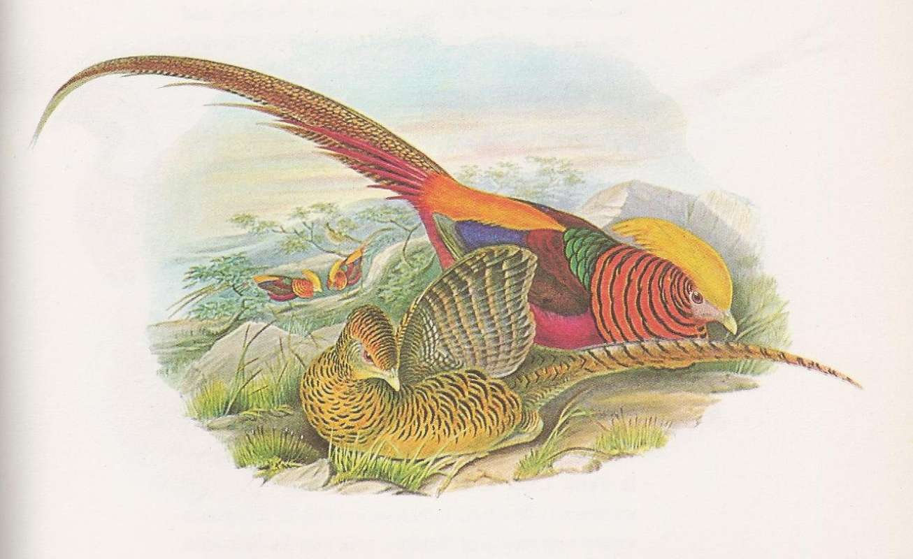 Male in Rear, Female in Front<br>(Origin of the Specimen: John Gould Painting)