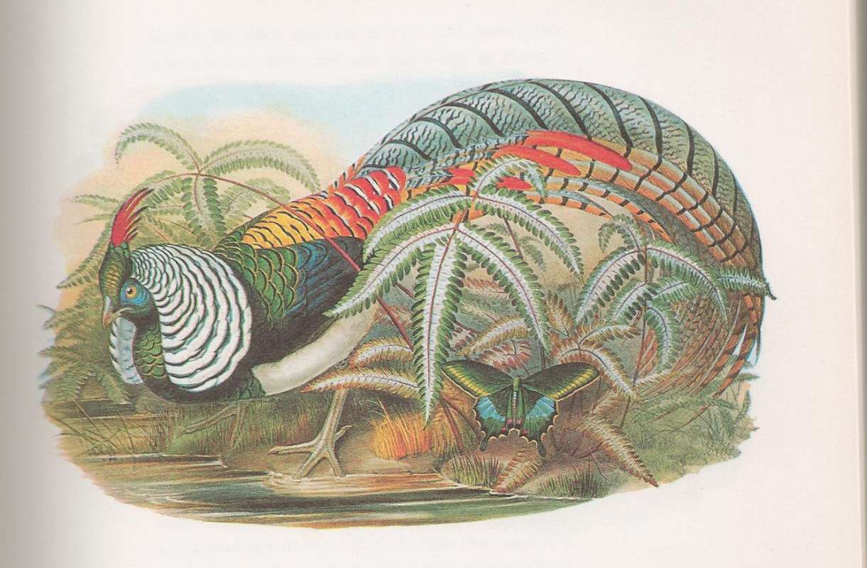 Male - Side View<br>(Origin of the Specimen: John Gould Painting)