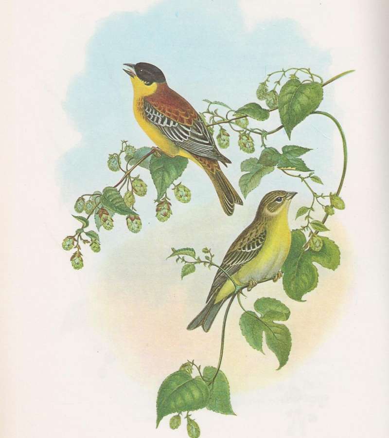 Male - Top Left. Female Lower Right<br>(Origin of the Specimen: Painting - John Gould (Richter))