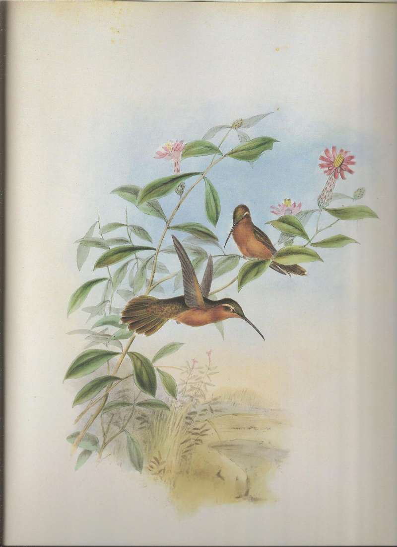 One in Flight, Second Perched (Front View)<br>(Origin of the Specimen: Painting - John Gould)