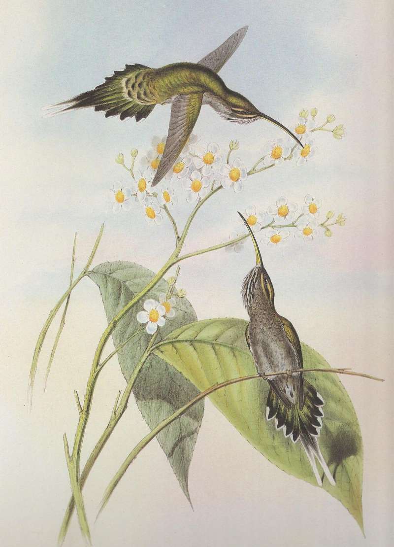 One in Flight,  A Second One Perched<br>(Origin of the Specimen: John Gould - Bolivia)