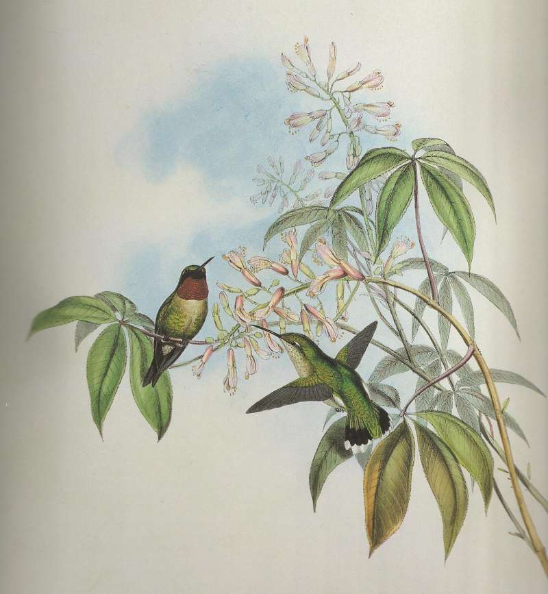 Male Perched, Female in Flight<br>(Origin of the Specimen: John Gould:Paianting)