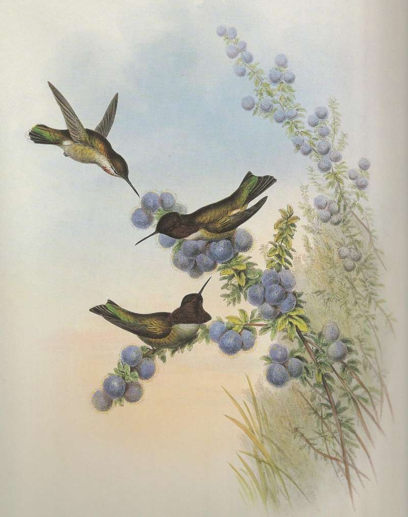 Female Above, Two Males Center and Below<br>(Origin of the Specimen: John Gould Painting)