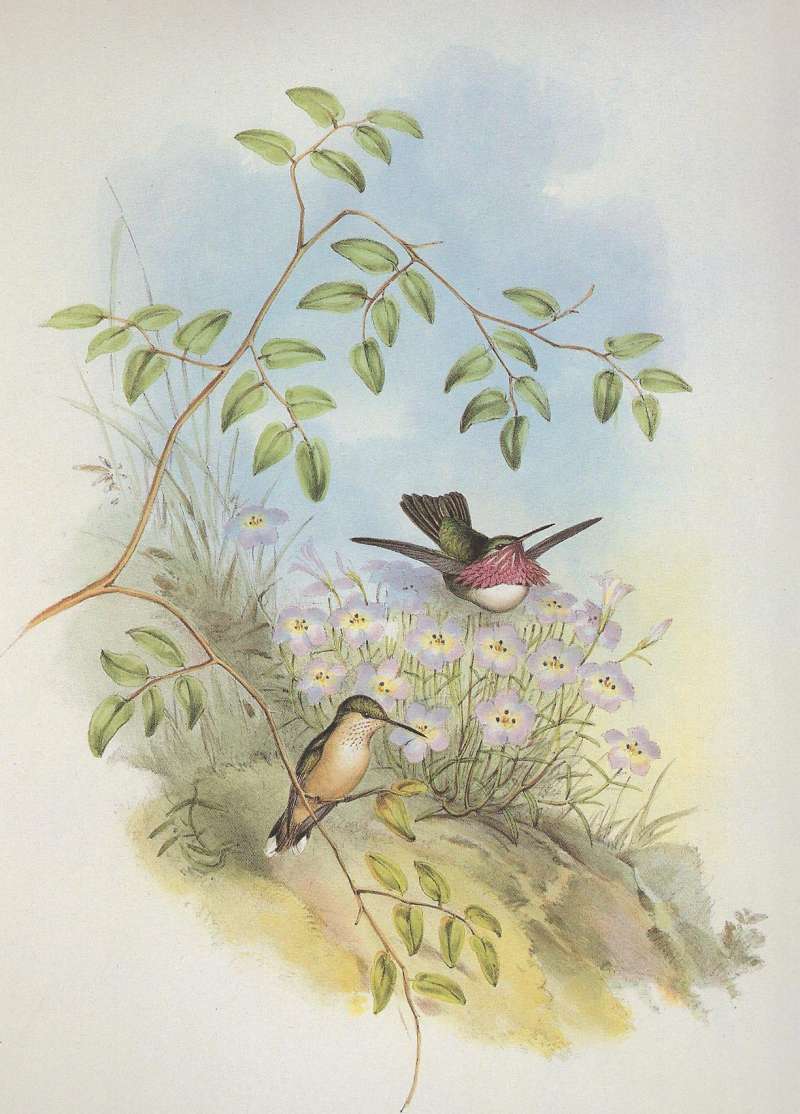 Male in Flight Above, Female Perched Below<br>(Origin of the Specimen: Gould: Real de Monte mines, Mexico)