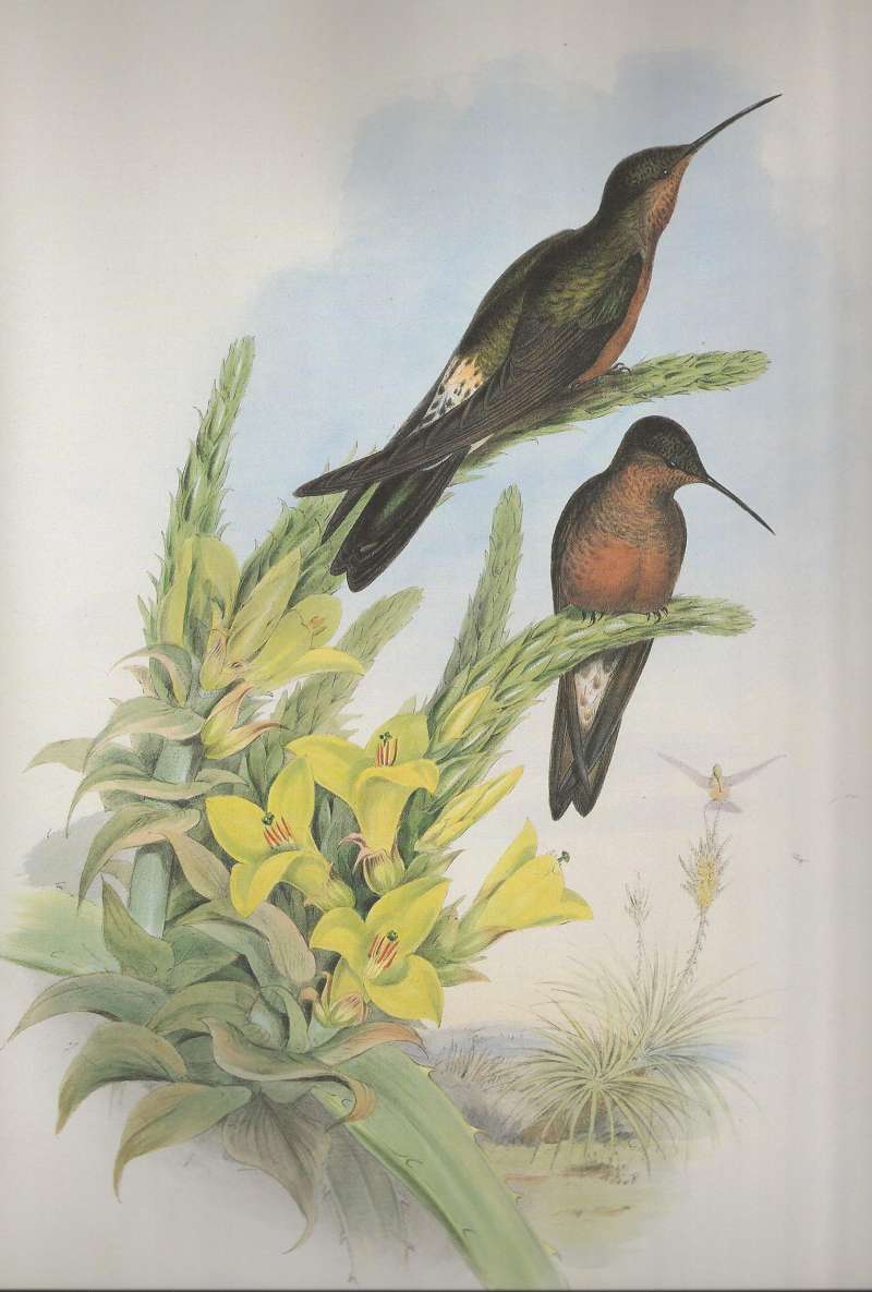 Two Perched Examples<br>(Origin of the Specimen: Gould - Bolivia, S. Peru, Chile)