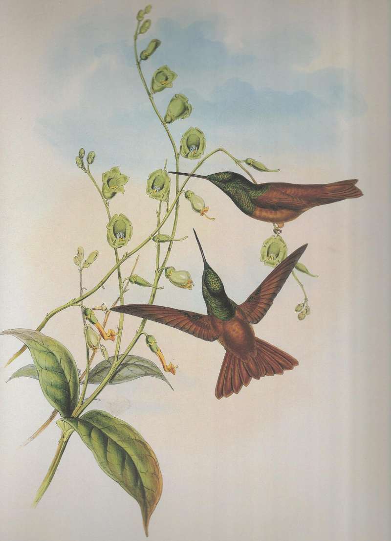 Two Females<br>(Origin of the Specimen: Gould:  He Erroneously Said Bolivia)