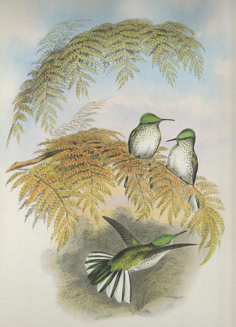 Three Females<br>(Origin of the Specimen: Juan Fernandez Islands)