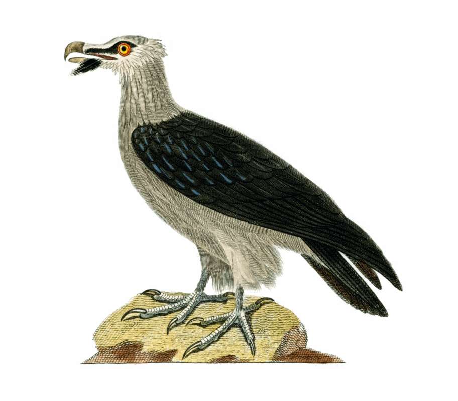 Painting, Georges-Louis LeClerc, Circe 1770