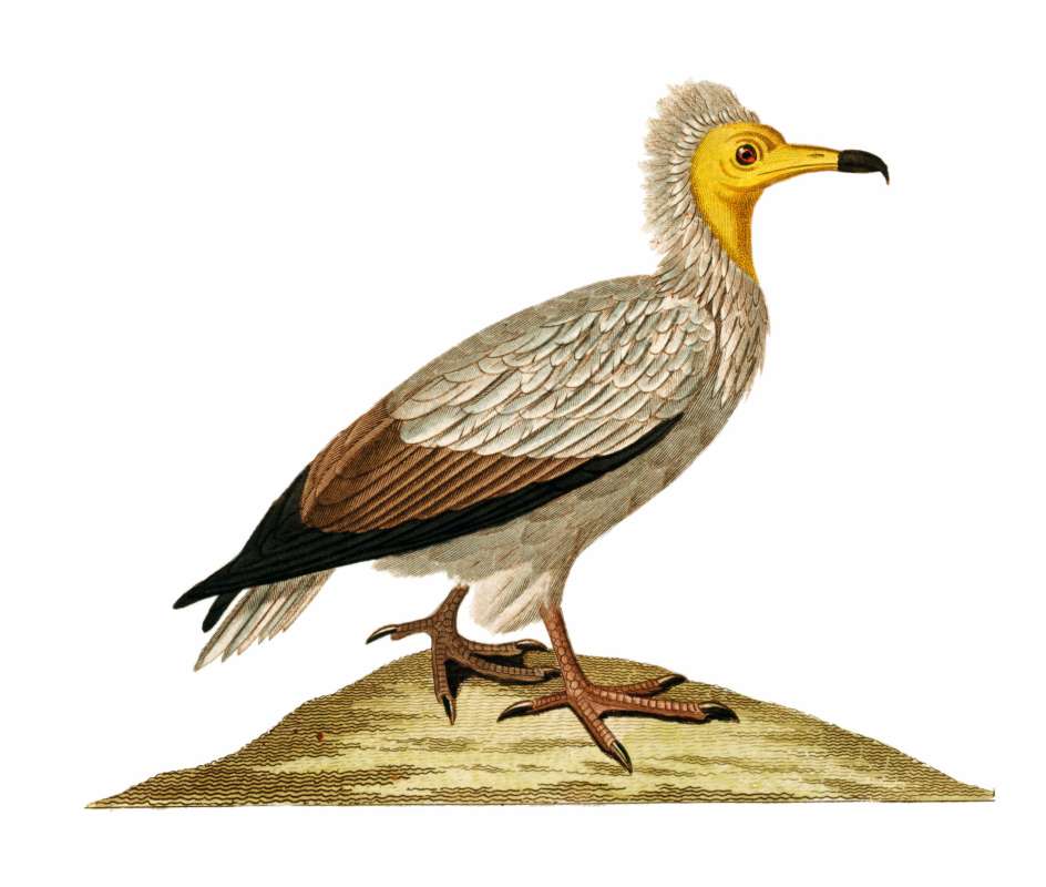 Painting, Georges-Louis LeClerc, Circa 1770