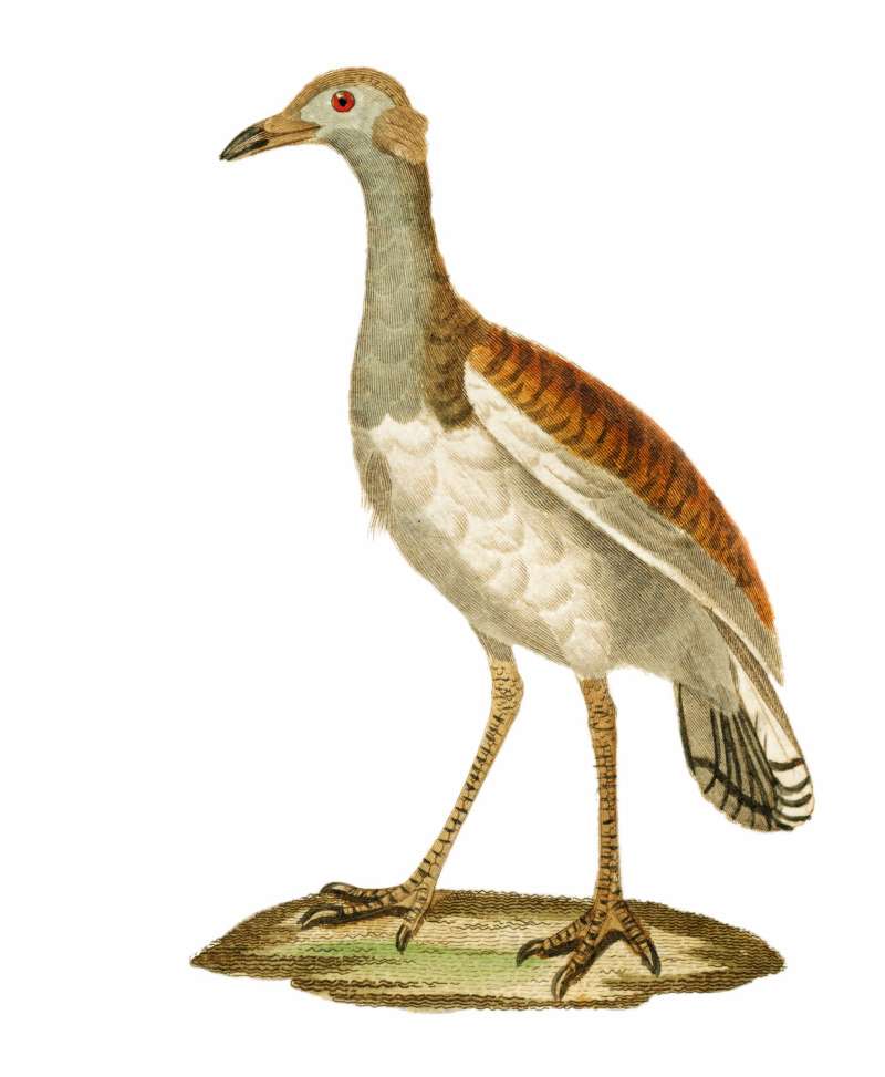 Painting, Georges-Louis LeClerc, 1707-1788