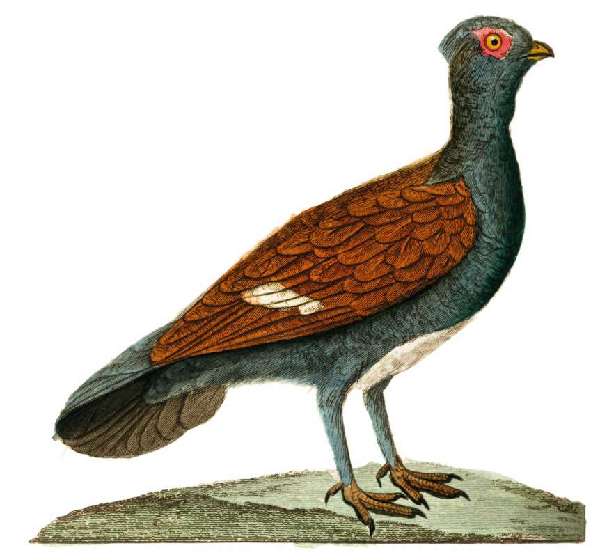 Painting, Georges-Louis LeClerc, 1707-1788