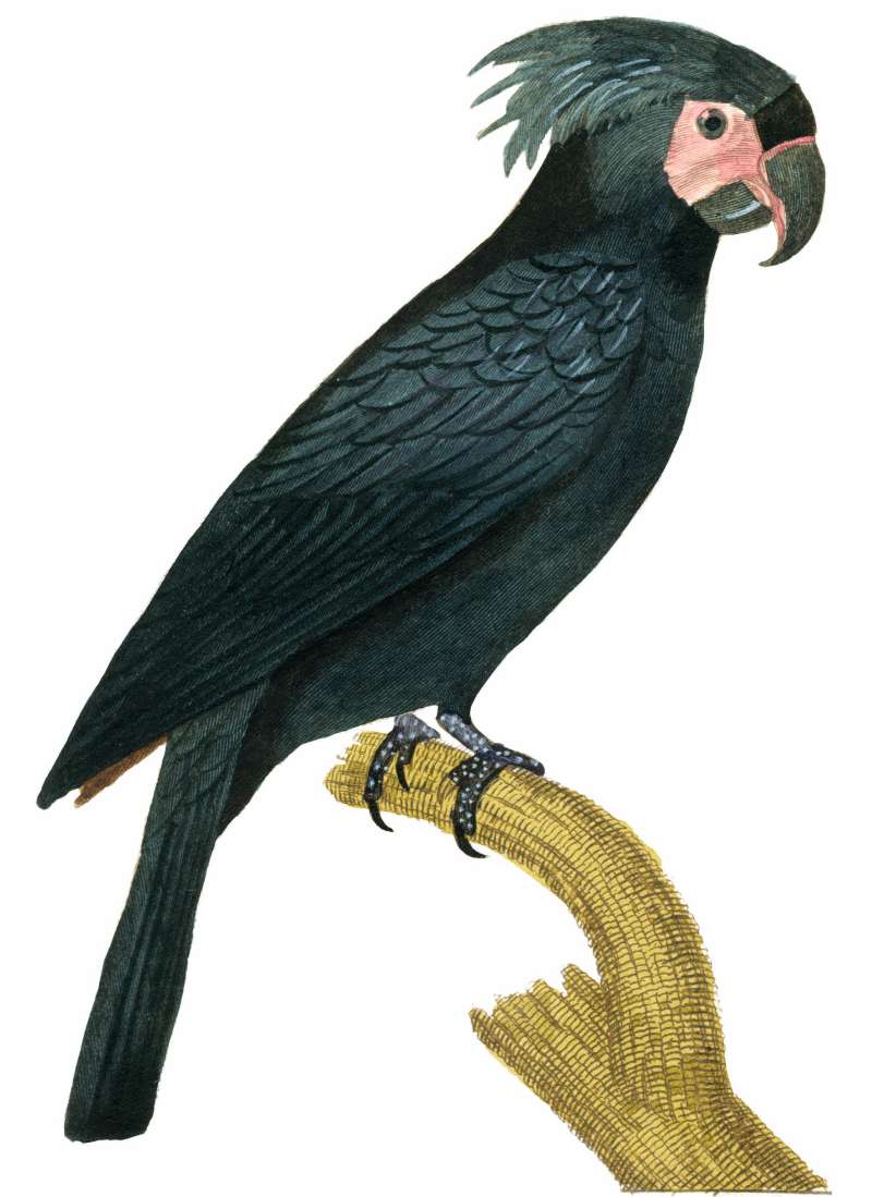 Painting, Georges-Louis LeClerc, 1707-1788