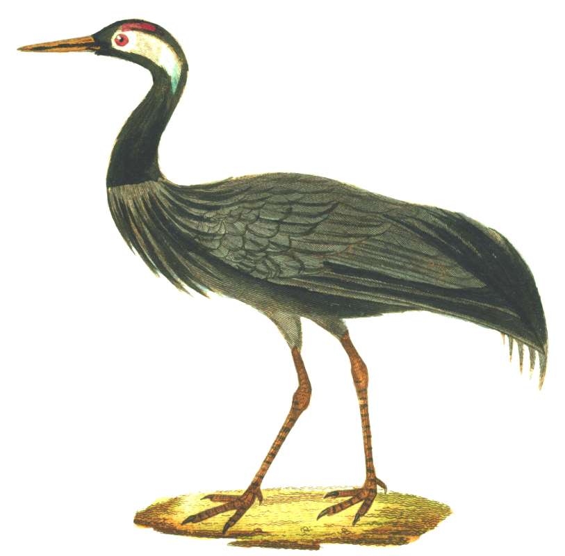 Painting, Georges-Louis LeClerc, 1707-1788