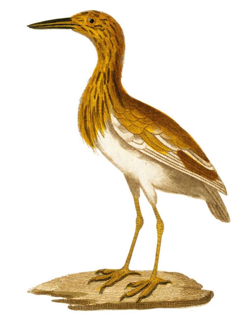 Georges-Louis LeClerc, 1707-1788, ssp payesii<br>(Origin of the Specimen: Painting)