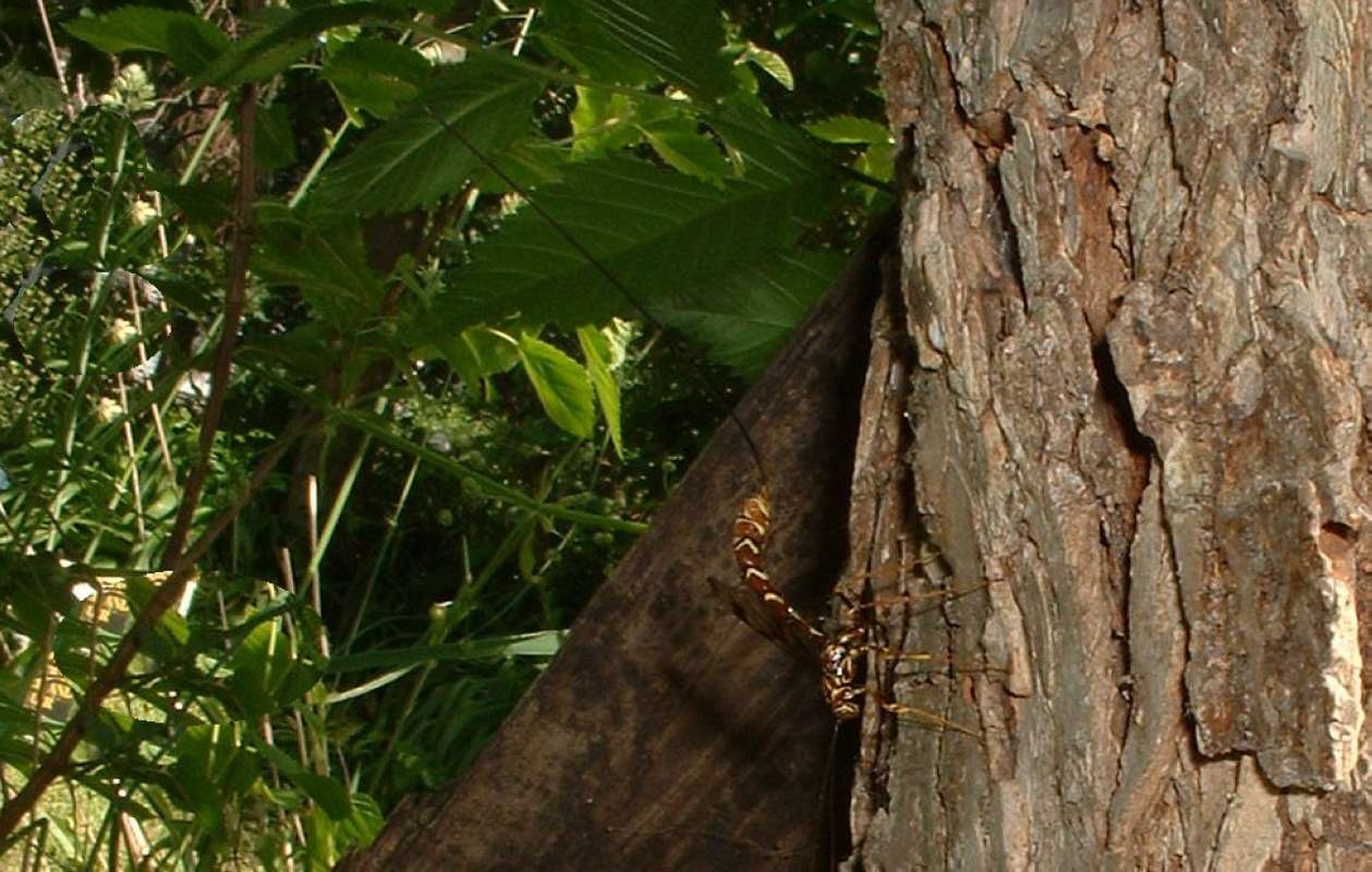 Habitat - Side View Of Female<br>(Location of Picture: Round Lake, Il, USA, June 5, 2006)