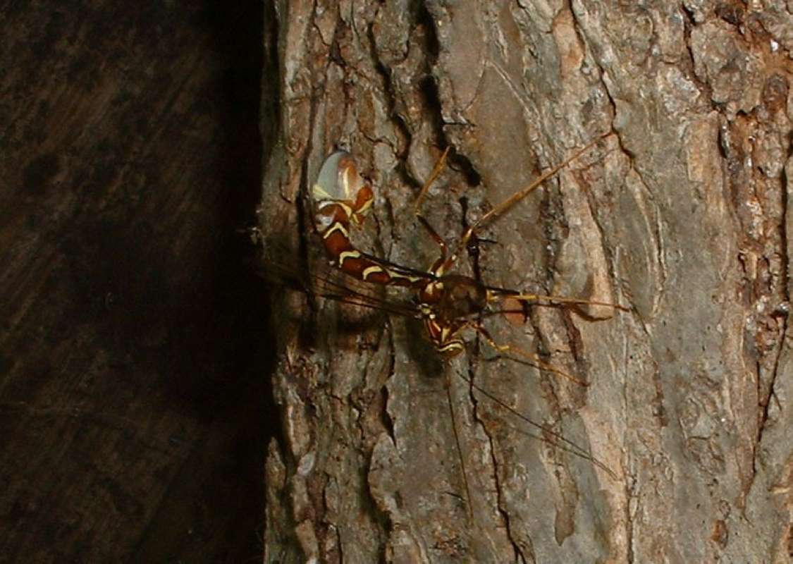 With Ovipositor in  Stump<br>(Location of Picture: Round Lake, Il, USA, June 5, 2006)