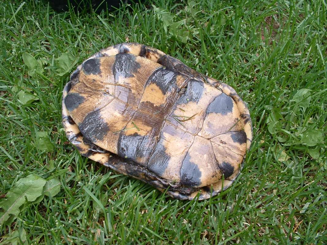 Ventral View - in  Habitat<br>(Location of Picture: Mchenry, Illinois, USA, 2006)