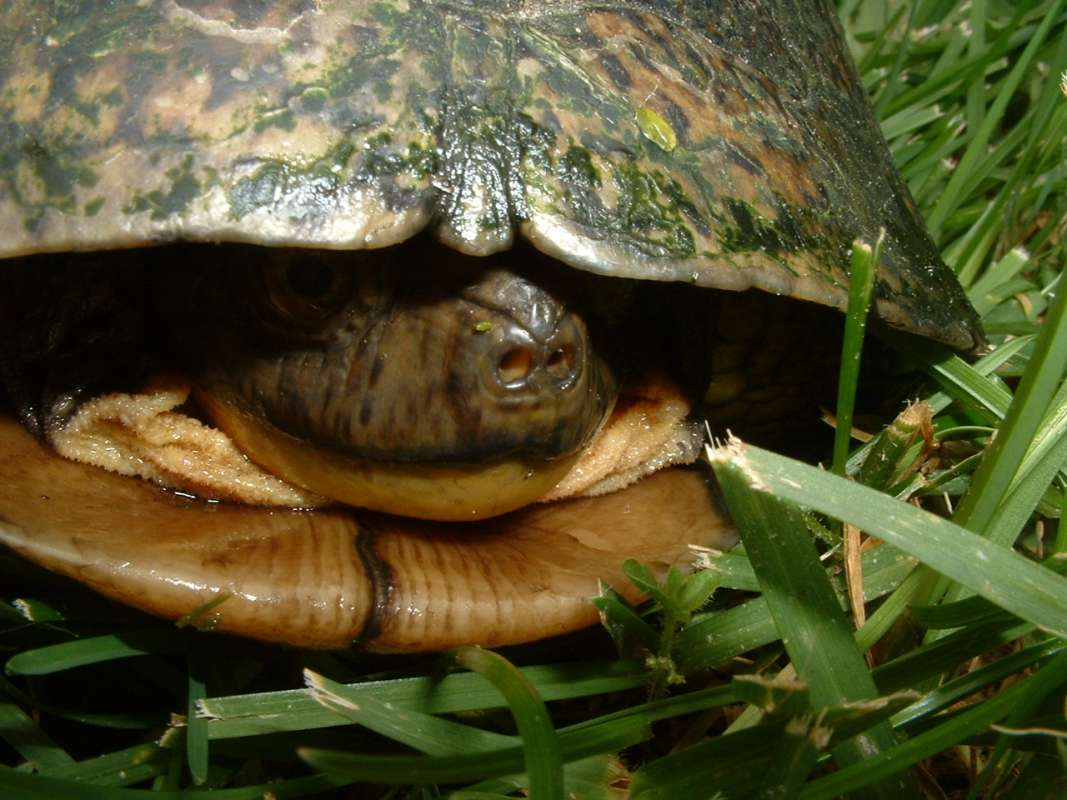 Close View Of Nostrils<br>(Location of Picture: Mchenry, Illinois, USA, 2006)