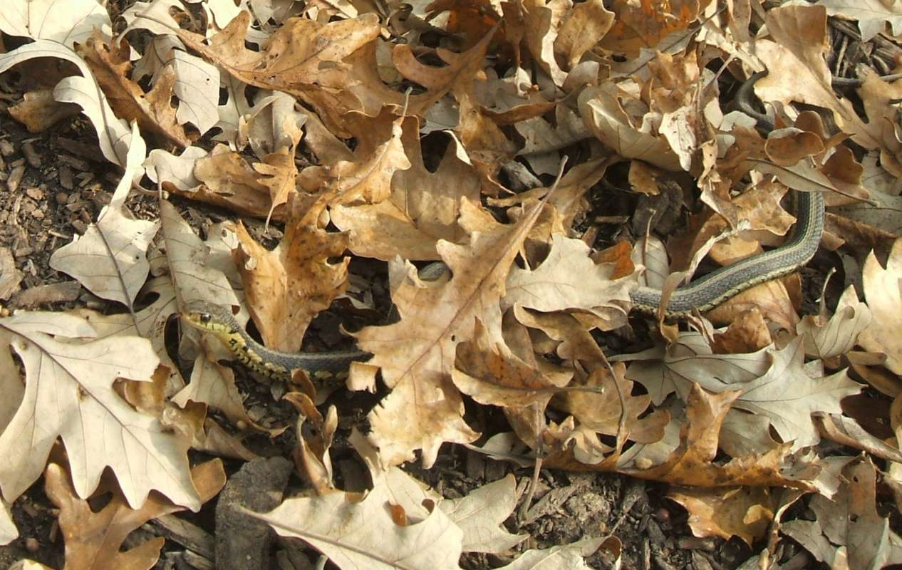 Head and Body in  Environment<br>(Location of Picture: Glacier, Mhenry, Il,  o 21, 2009)