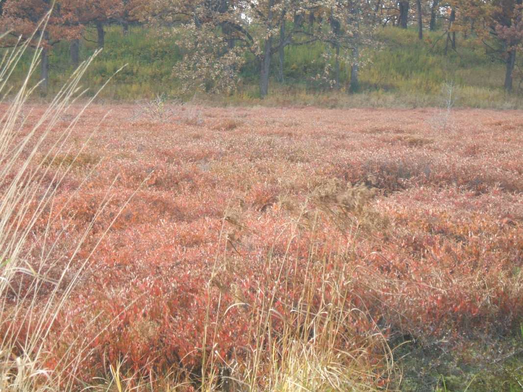 Overview Of Cranberry Bog, Oct 21, 2009<br>(Location of Picture: Glacier, Mchenry, Il, USA, Oct 2009)