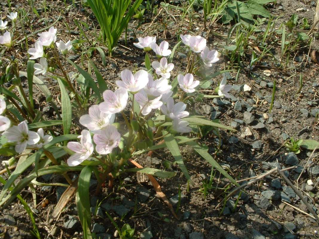 Garden View<br>(Location of Picture: Ghs, Glencoe, Il,usa, Apr 14, 2010)