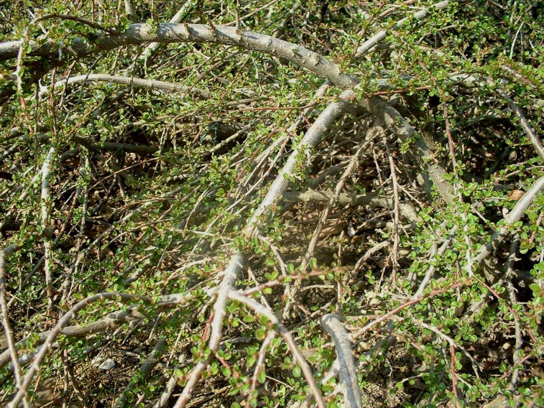 Branches