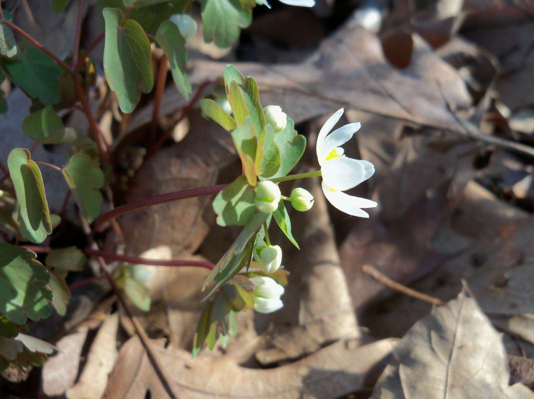 Flower - Side View<br>(Location of Picture: Morraine Hills, Ill, March 25, 2012)