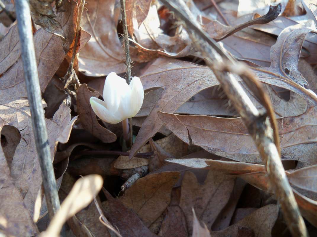 Early Spring Bud<br>(Location of Picture: Mor.  H. McHenry, Il, Mar 25, 2012)