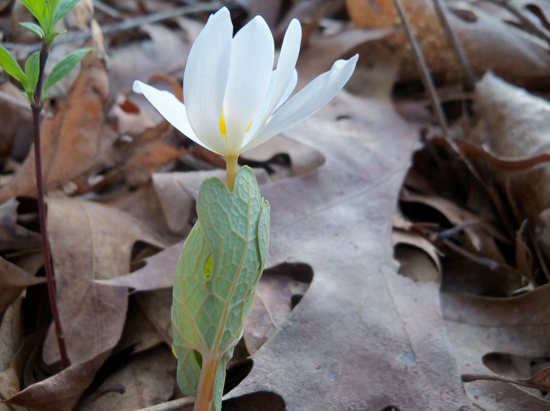 Early Spring Sihouette<br>(Location of Picture: Mor.  H. McHenry, Il, Mar 25, 2012)