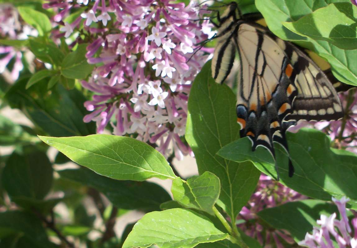 Yellow Female Ventral on Phlox<br>(Location of Picture: McHenry, Illinois, April 2012)