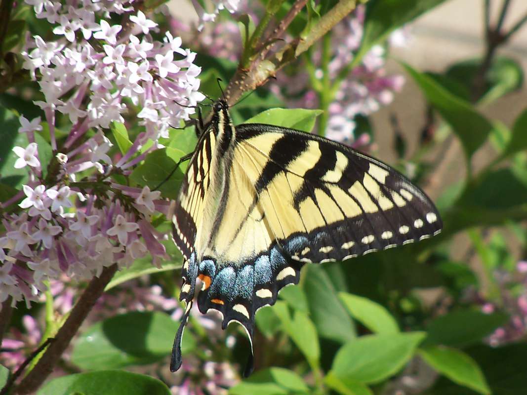 Yellow Female Dorsal on Phlox<br>(Location of Picture: McHenry, Illinois, April 2012)