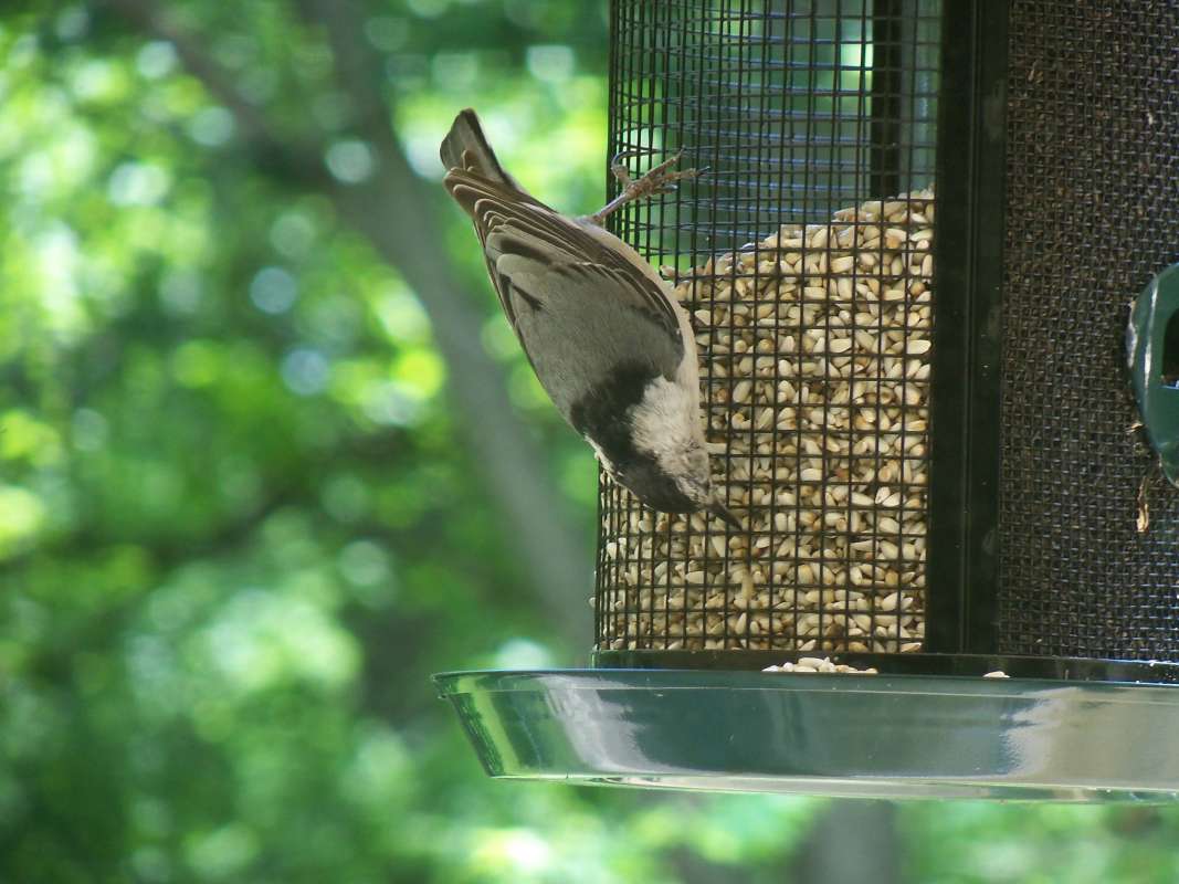 Upside Down on Feeder<br>(Location of Picture: McHerny, Il, USA, May 2012)